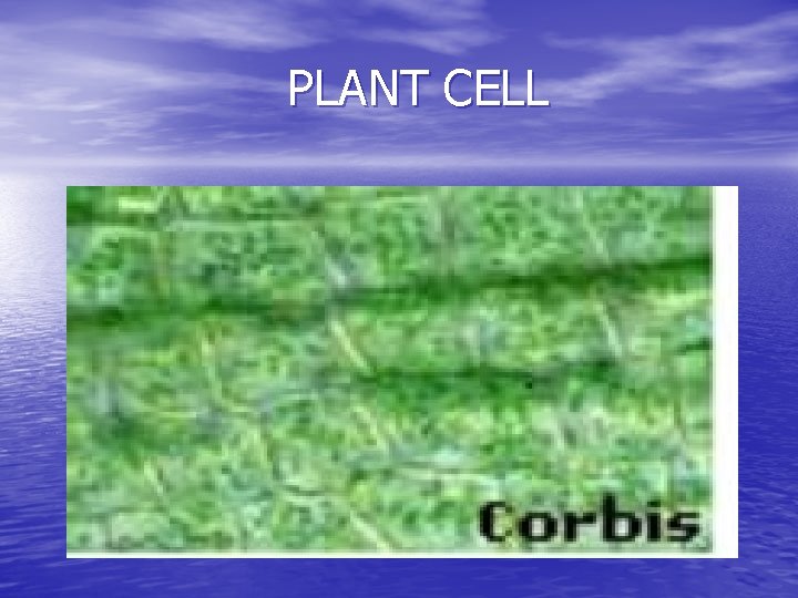 PLANT CELL 