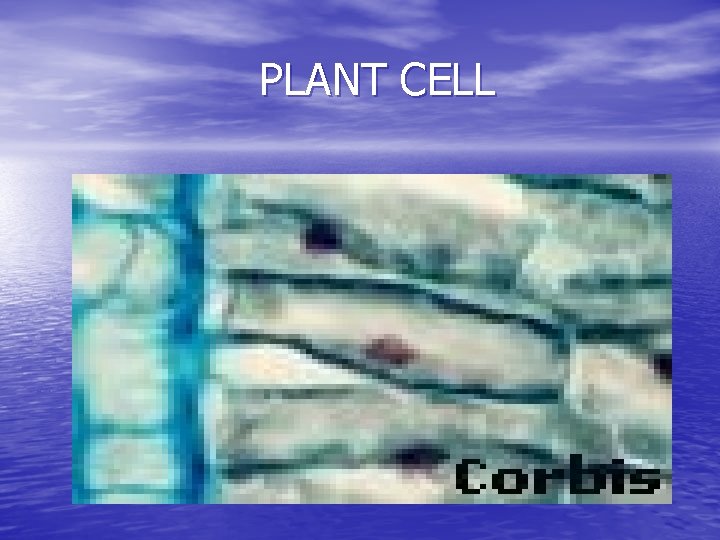 PLANT CELL 