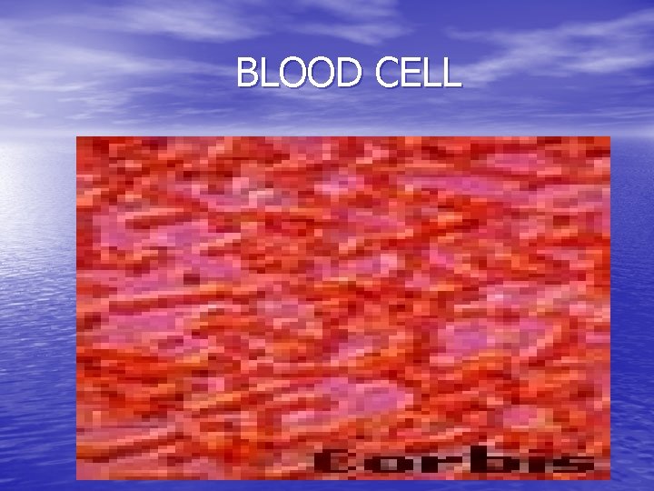 BLOOD CELL 