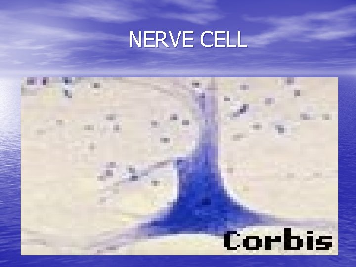 NERVE CELL 