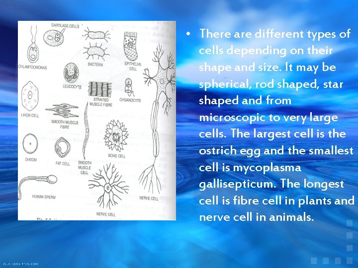  • There are different types of cells depending on their shape and size.