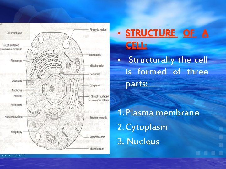  • STRUCTURE OF A CELL: • Structurally the cell is formed of three