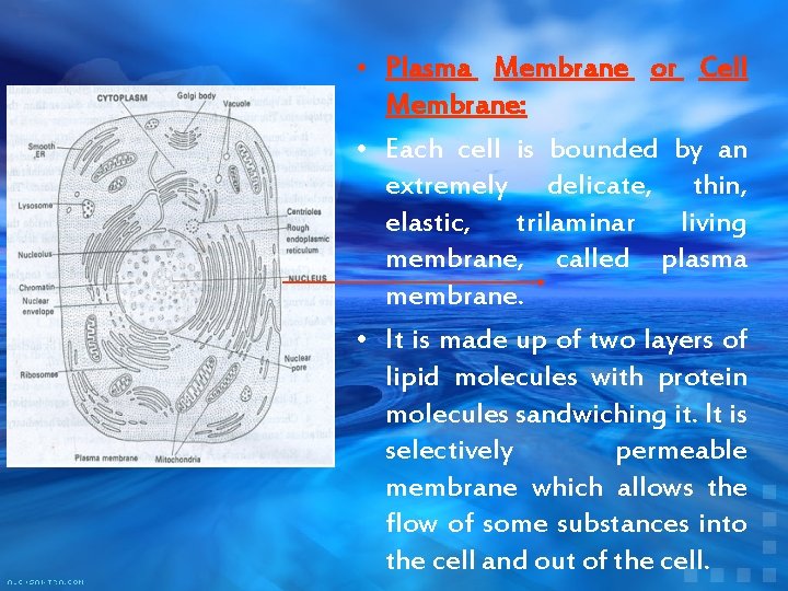  • Plasma Membrane or Cell Membrane: • Each cell is bounded by an