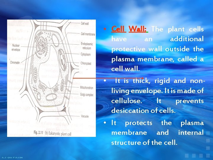  • Cell Wall: The plant cells have an additional protective wall outside the