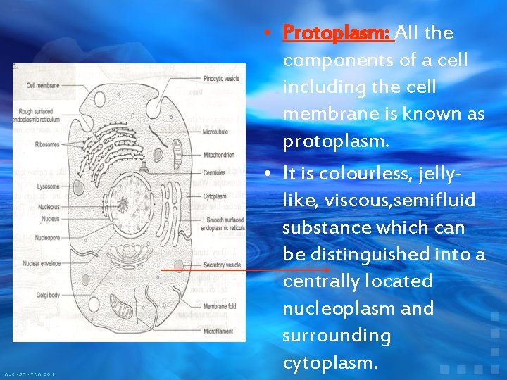  • Protoplasm: All the components of a cell including the cell membrane is