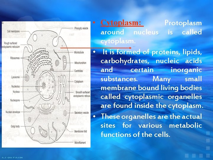  • Cytoplasm: Protoplasm around nucleus is called cytoplasm. • It is formed of