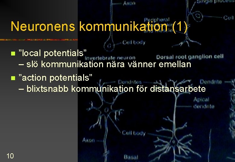 Neuronens kommunikation (1) n n 10 ”local potentials” – slö kommunikation nära vänner emellan