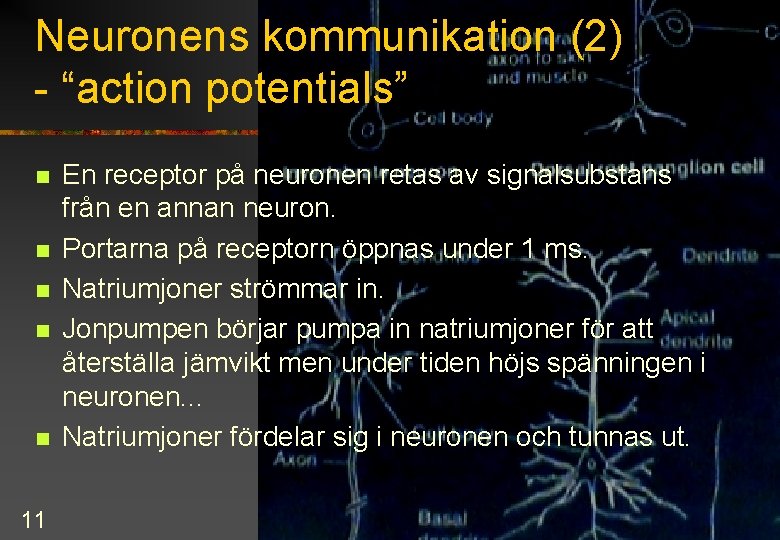 Neuronens kommunikation (2) - “action potentials” n n n 11 En receptor på neuronen