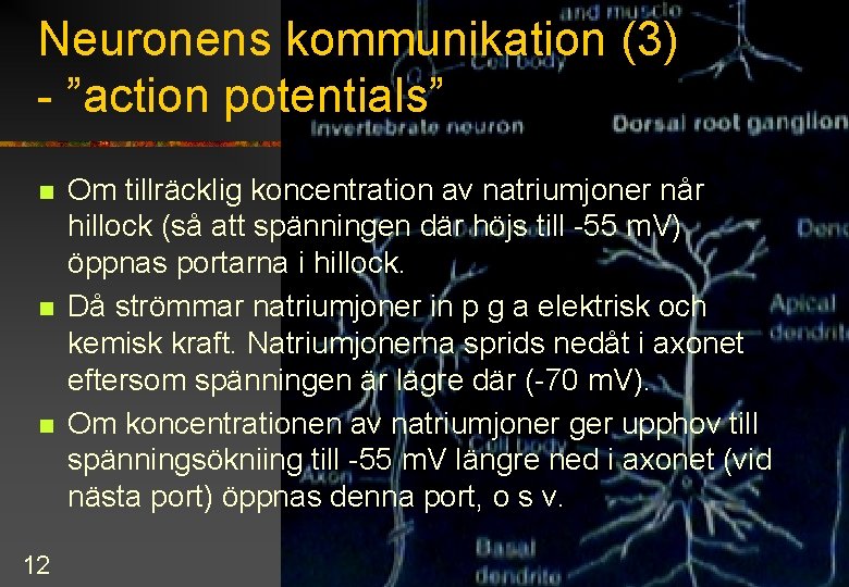 Neuronens kommunikation (3) - ”action potentials” n n n 12 Om tillräcklig koncentration av