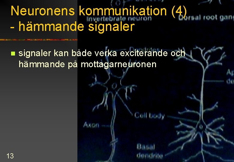 Neuronens kommunikation (4) - hämmande signaler n 13 signaler kan både verka exciterande och