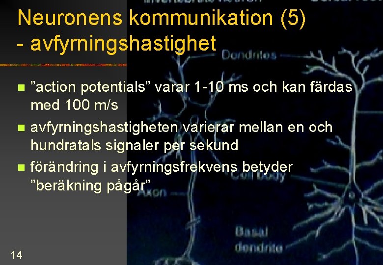 Neuronens kommunikation (5) - avfyrningshastighet n n n 14 ”action potentials” varar 1 -10