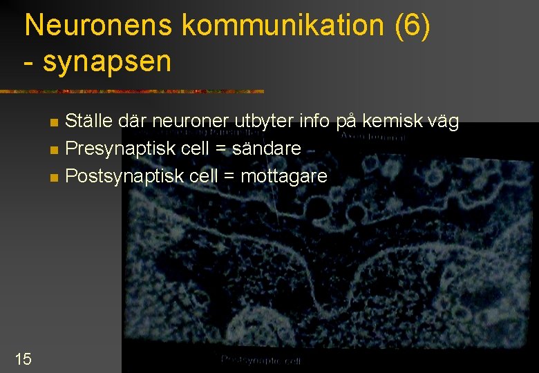 Neuronens kommunikation (6) - synapsen n 15 Ställe där neuroner utbyter info på kemisk