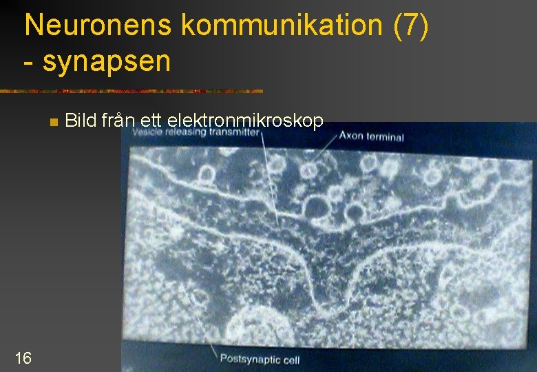 Neuronens kommunikation (7) - synapsen n 16 Bild från ett elektronmikroskop 