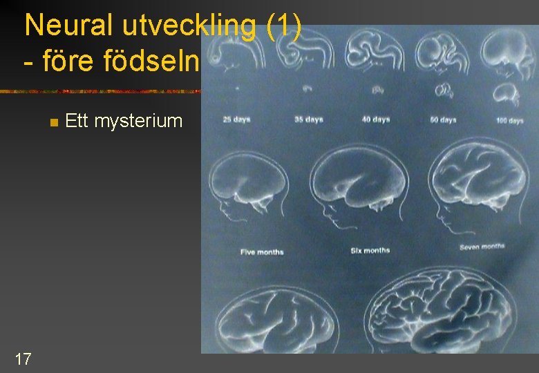 Neural utveckling (1) - före födseln n 17 Ett mysterium 