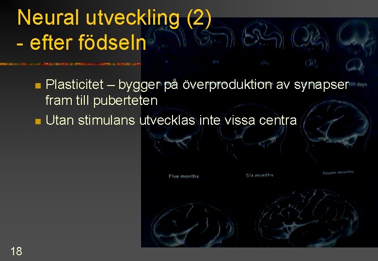 Neural utveckling (2) - efter födseln n n 18 Plasticitet – bygger på överproduktion
