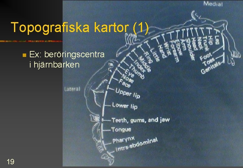 Topografiska kartor (1) n 19 Ex: beröringscentra i hjärnbarken 
