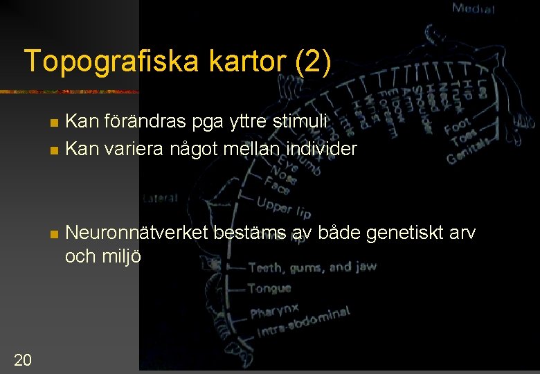 Topografiska kartor (2) n n n 20 Kan förändras pga yttre stimuli Kan variera