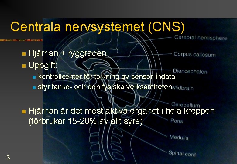 Centrala nervsystemet (CNS) n n Hjärnan + ryggraden Uppgift: kontrollcenter för tolkning av sensor-indata