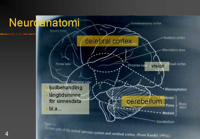 Neuroanatomi celebral cortex vision n ljudbehandling n långtidsminne för sinnesdata n bl. a. .