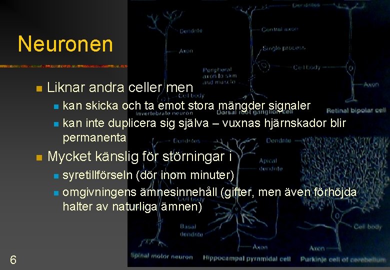 Neuronen n Liknar andra celler men kan skicka och ta emot stora mängder signaler