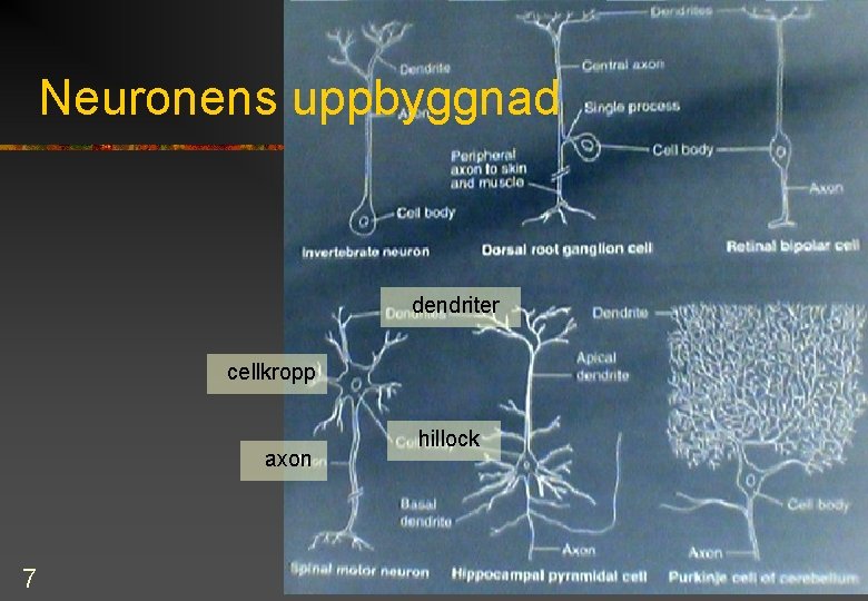 Neuronens uppbyggnad dendriter cellkropp axon 7 hillock 