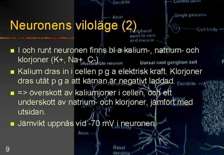 Neuronens viloläge (2) n n 9 I och runt neuronen finns bl a kalium-,