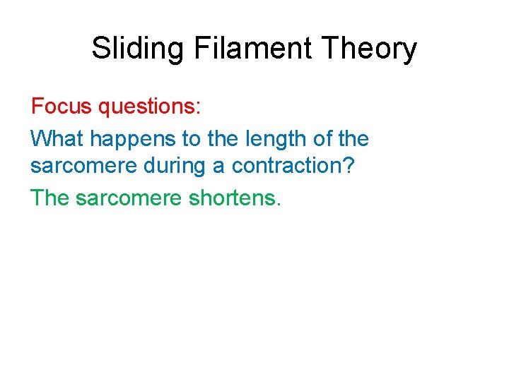 Sliding Filament Theory Focus questions: What happens to the length of the sarcomere during