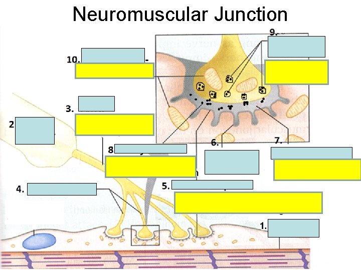 Neuromuscular Junction 