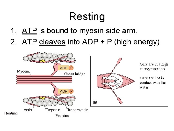 Resting 1. ATP is bound to myosin side arm. 2. ATP cleaves into ADP