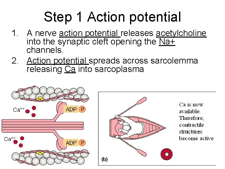 Step 1 Action potential 1. A nerve action potential releases acetylcholine into the synaptic