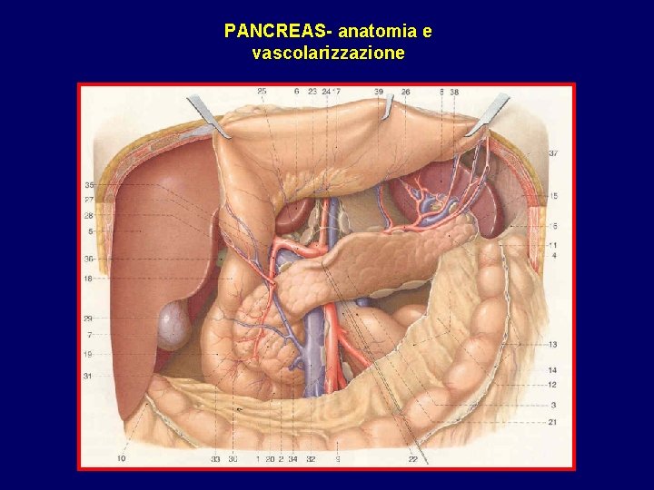 PANCREAS- anatomia e vascolarizzazione 