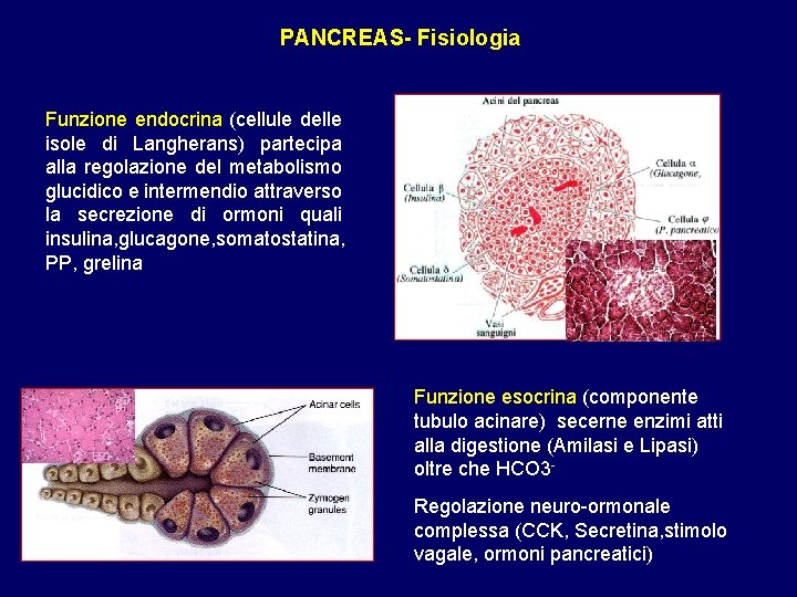 PANCREAS- Fisiologia Funzione endocrina (cellule delle isole di Langherans) partecipa alla regolazione del metabolismo