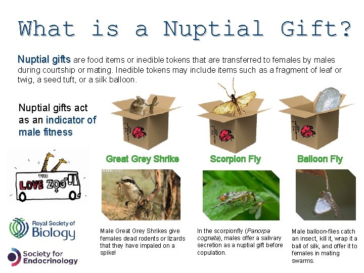 What is a Nuptial Gift? Nuptial gifts are food items or inedible tokens that