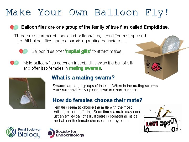 Make Your Own Balloon Fly! Balloon flies are one group of the family of