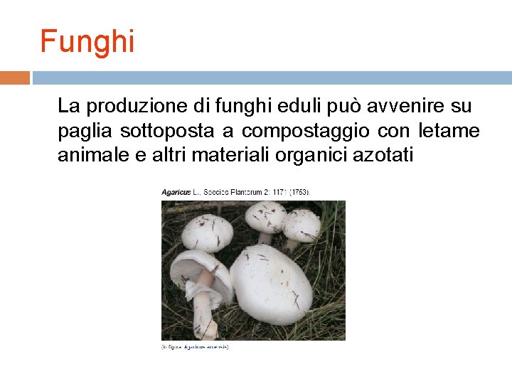 Funghi La produzione di funghi eduli può avvenire su paglia sottoposta a compostaggio con