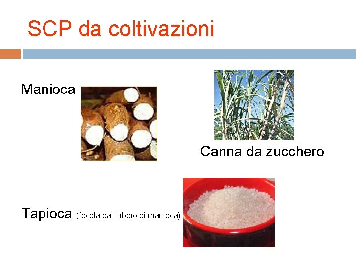 SCP da coltivazioni Manioca Canna da zucchero Tapioca (fecola dal tubero di manioca) 