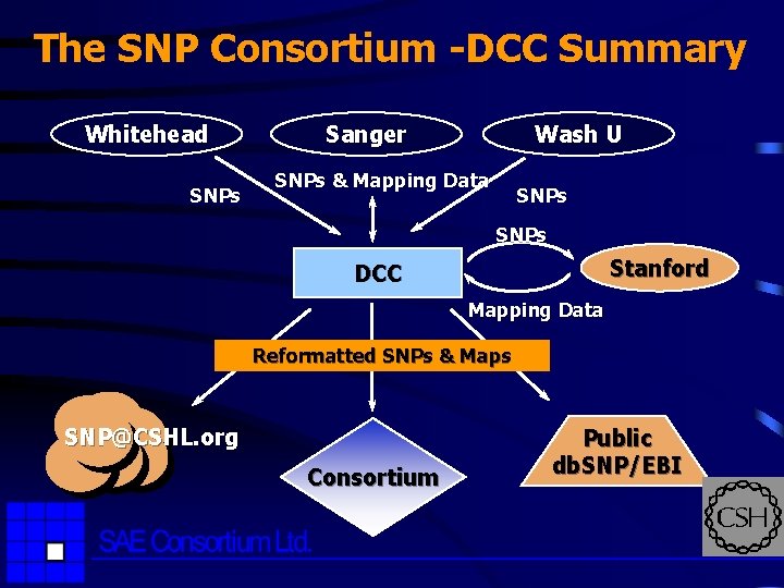 The SNP Consortium -DCC Summary Whitehead SNPs Sanger Wash U SNPs & Mapping Data