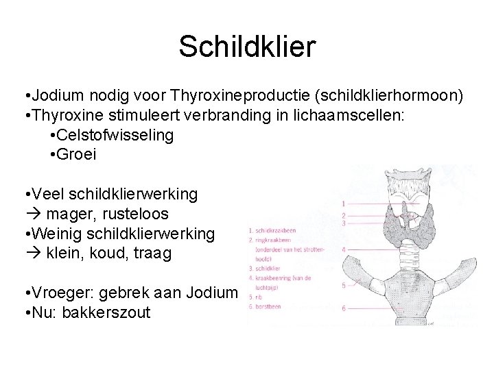 Schildklier • Jodium nodig voor Thyroxineproductie (schildklierhormoon) • Thyroxine stimuleert verbranding in lichaamscellen: •