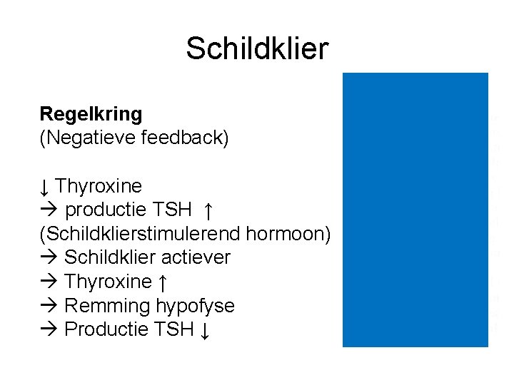 Schildklier Regelkring (Negatieve feedback) ↓ Thyroxine productie TSH ↑ (Schildklierstimulerend hormoon) Schildklier actiever Thyroxine