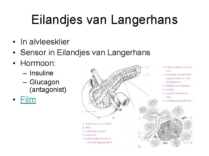 Eilandjes van Langerhans • In alvleesklier • Sensor in Eilandjes van Langerhans • Hormoon: