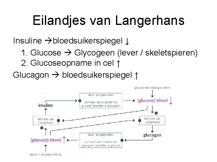 Eilandjes van Langerhans Insuline bloedsuikerspiegel ↓ 1. Glucose Glycogeen (lever / skeletspieren) 2. Glucoseopname