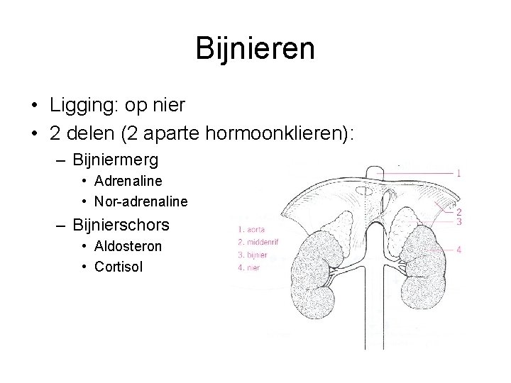 Bijnieren • Ligging: op nier • 2 delen (2 aparte hormoonklieren): – Bijniermerg •