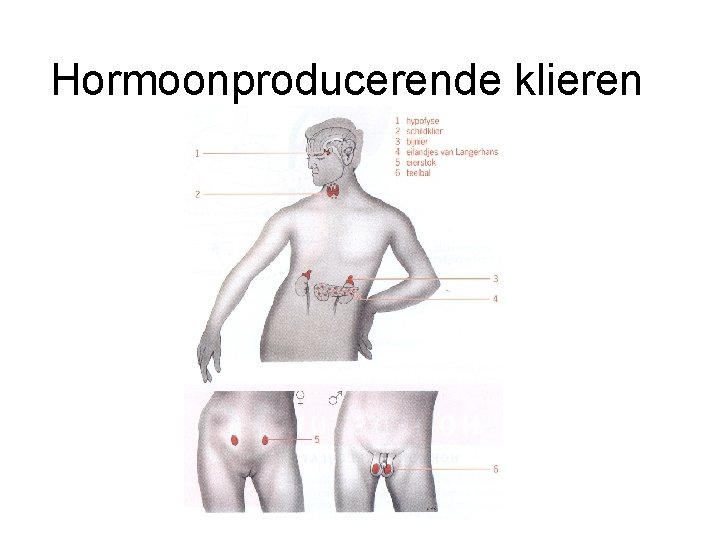 Hormoonproducerende klieren 