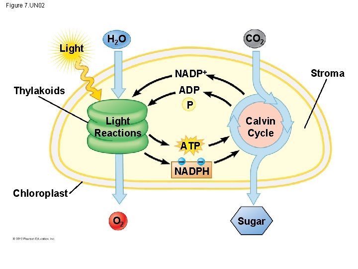 Figure 7. UN 02 Light CO 2 H 2 O NADP Stroma ADP Thylakoids