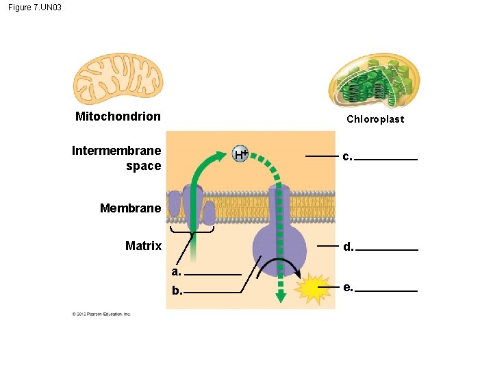 Figure 7. UN 03 Mitochondrion Chloroplast Intermembrane space H c. Membrane Matrix d. a.