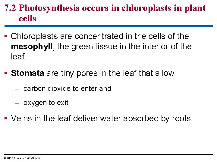 7. 2 Photosynthesis occurs in chloroplasts in plant cells § Chloroplasts are concentrated in