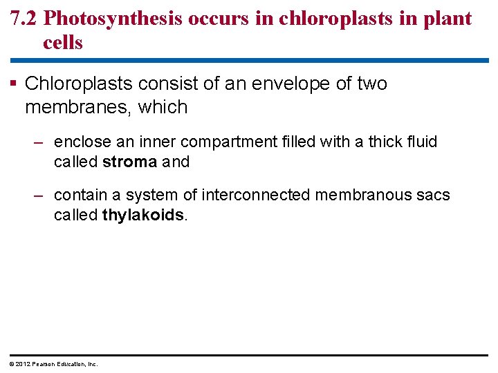 7. 2 Photosynthesis occurs in chloroplasts in plant cells § Chloroplasts consist of an