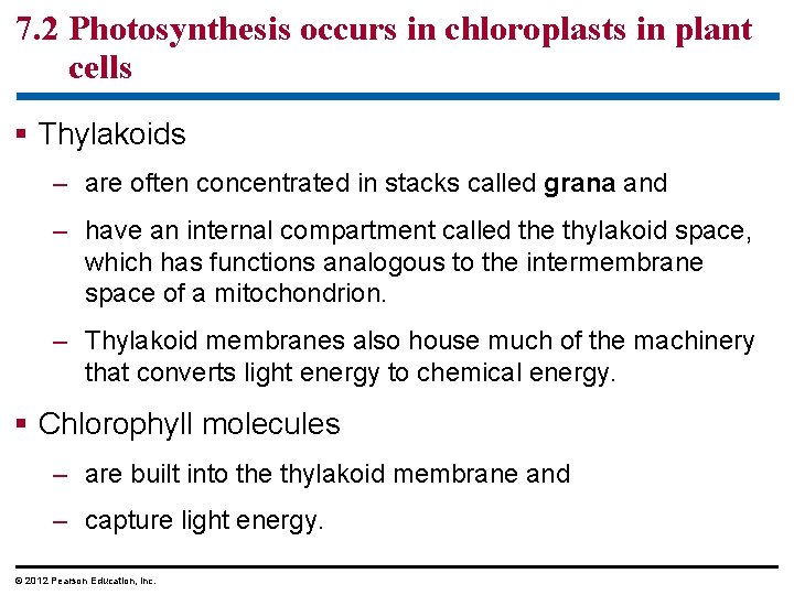 7. 2 Photosynthesis occurs in chloroplasts in plant cells § Thylakoids – are often