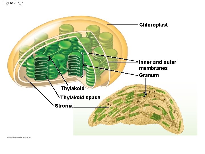 Figure 7. 2_2 Chloroplast Inner and outer membranes Granum Thylakoid space Stroma 