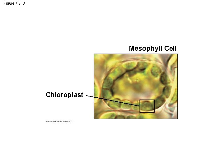 Figure 7. 2_3 Mesophyll Cell Chloroplast 